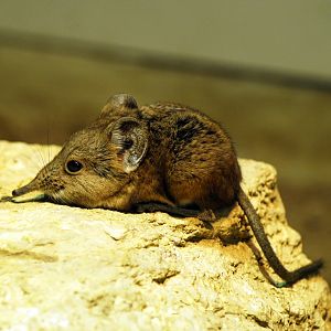 Elephant shrew