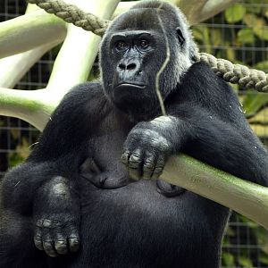 Western lowland gorilla