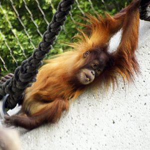 Sumatran orangutan