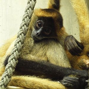 Geoffroy's spider monkey