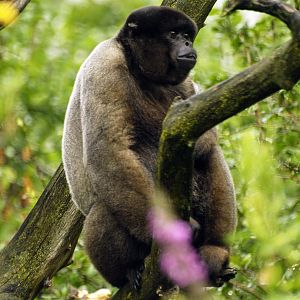 Woolly monkey - species?
