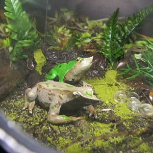 darwin´s frog models