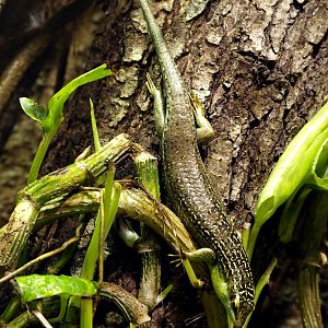 Olive tree skink