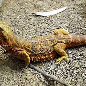 Bearded dragon