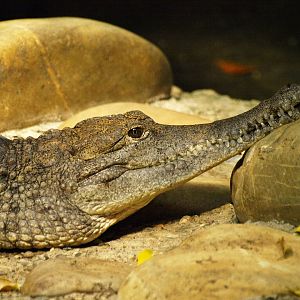 Johnson's freshwater crocodile