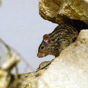 Striped grass mouse