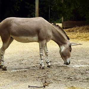 Somali wild ass