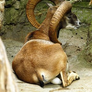 Mouflon