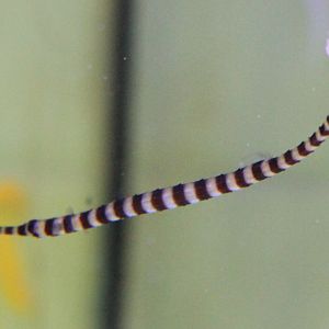 Doryrhampus dactyliophorus
