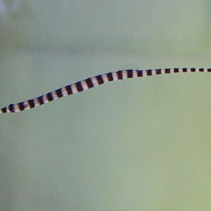 Doryrhampus dactyliophorus