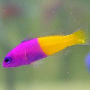 Pseudochromis paccagnellea - Royal dottyback