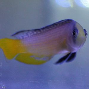 Pseudochromis splendens - Splendid dottyback
