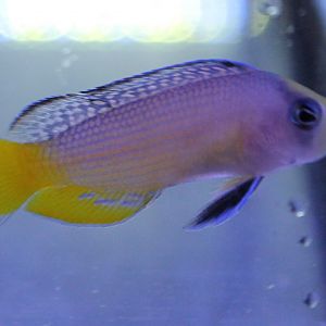 Pseudochromis spendens - Splendid dottyback