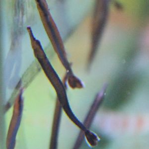 Doryrhamphus melanopleura