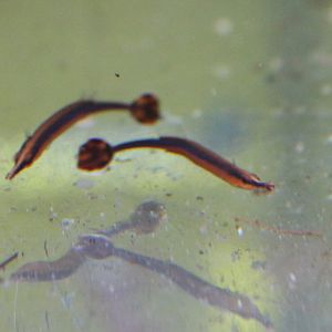 Doryrhamphus melanopleura