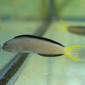 Meiacanthus mossambicus