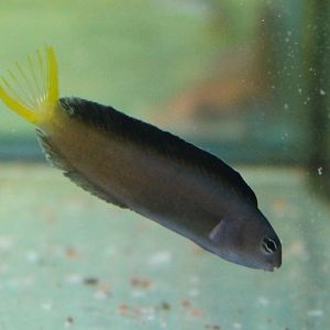 Meiacanthus mossambicus