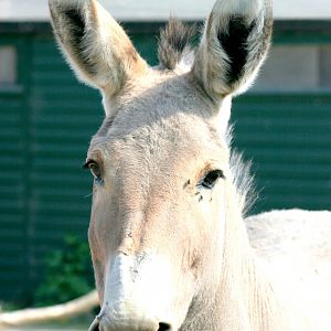 Somali wild ass; Marwell; 22nd April 2017