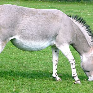 Somali wild ass; Marwell; 22nd April 2017