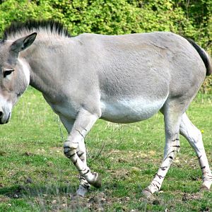 Somali wild ass; Marwell; 22nd April 2017