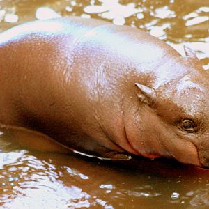 Young pygmy hippopotamus; Marwell; 22nd April 2017