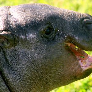 Young pygmy hippopotamus; Marwell; 22nd April 2017