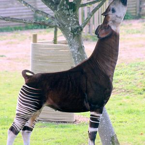 Okapi; Marwell; 22nd April 2017