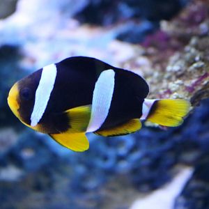 Clownfish