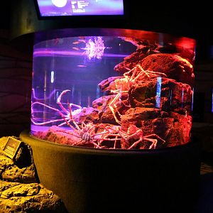 Giant Japanese Spider Crab Tank