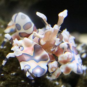 Harlequin Shrimp