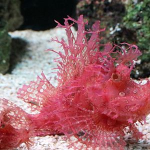 Weedy Scorpionfish