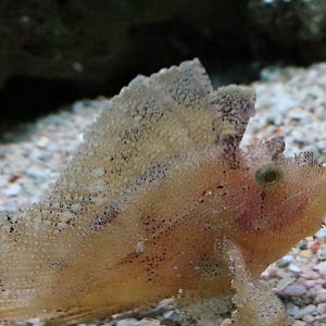 Leaf Scorpionfish