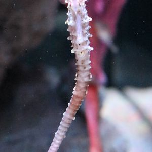 Three-spot Seahorse/Low-crowned Seahorse