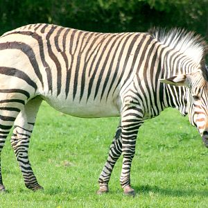 Hartmann's mountain zebra; Marwell; 22nd April 2017