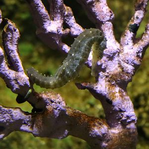 Tiger Tail Seahorse