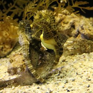 Big-belly Seahorse