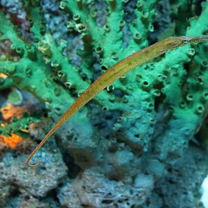 Alligator Pipefish