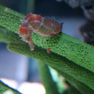 Hedgehog Seahorse