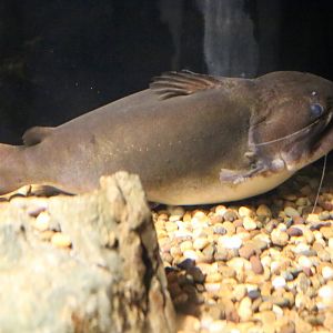 Gulper Catfish