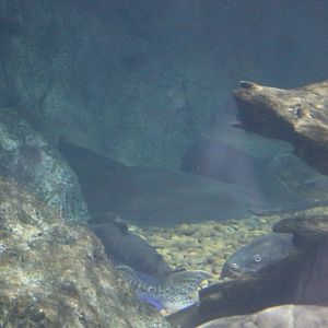 Chao Phraya River Stingray