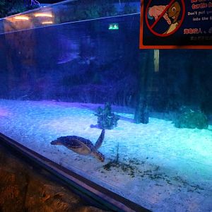 Green Sea Turtle Tank/Turtle