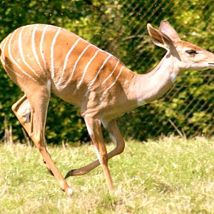 Lesser kudu; Marwell; 22nd April 2017