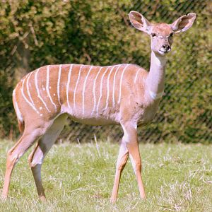 Lesser kudu; Marwell; 22nd April 2017