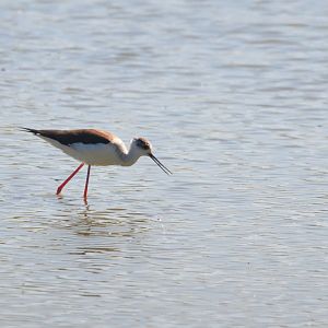 Black-winged Stilt at Slimbridge, 22/04/17