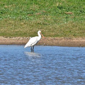 Juvenile Eurasian Spoonbill at Slimbridge, 22/04/17