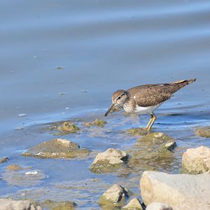 Common Sandpiper at Slimbridge, 22/04/17