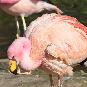 James' Flamingo at Slimbridge, 22/04/17