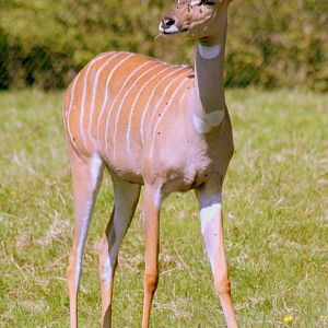 Lesser kudu; Marwell; 22nd April 2017