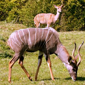 Lesser kudu; Marwell; 22nd April 2017
