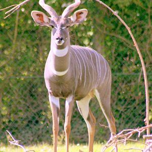 Lesser kudu; Marwell; 22nd April 2017